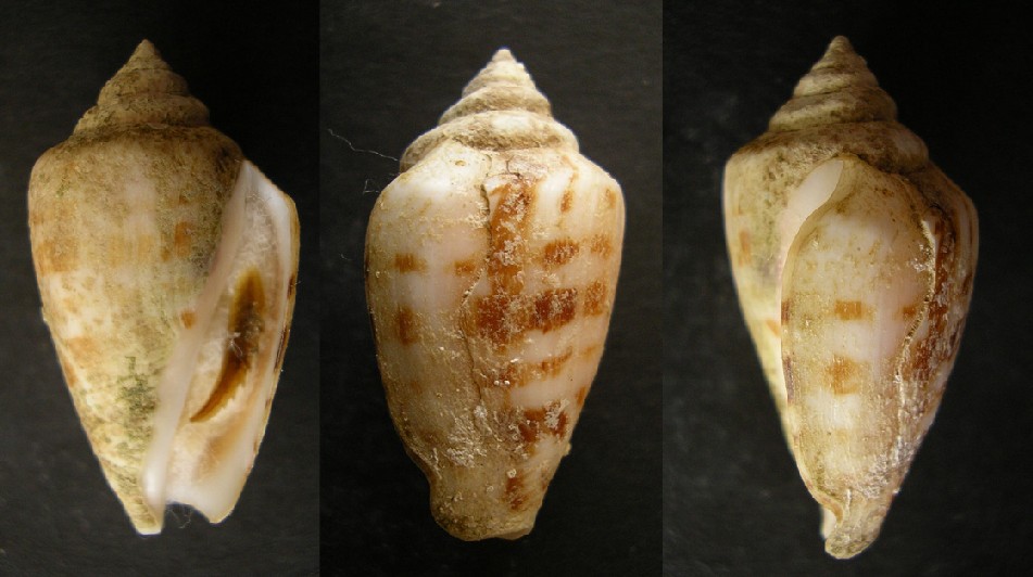 juvenil de Conus mediterraneus ?